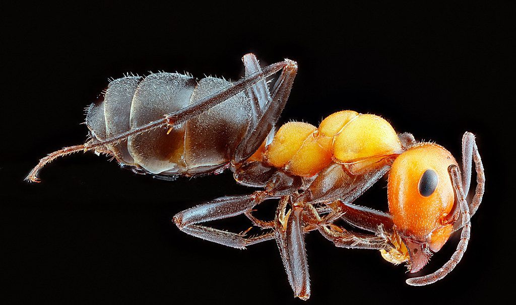 Ant Control service in West Valley City, UT