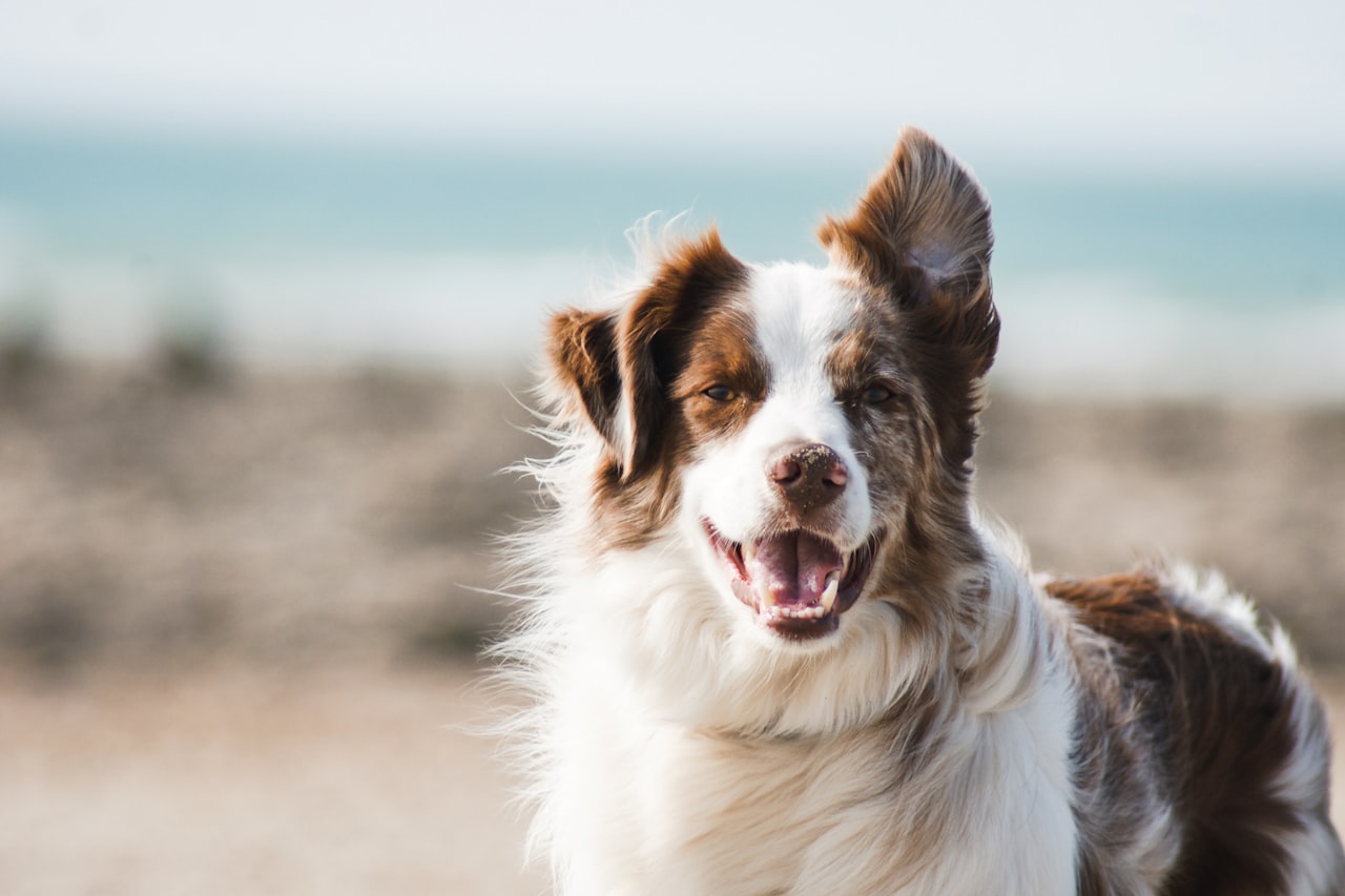 Flea & Tick Control service in West Valley City, UT