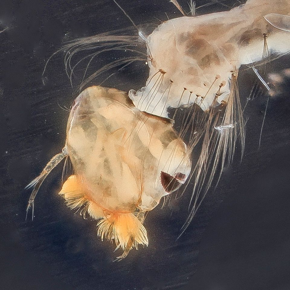 Mosquito Control service in West Valley City, UT