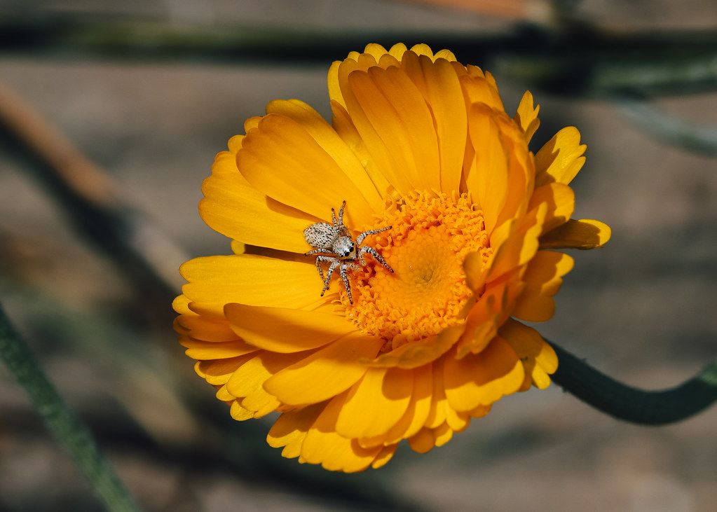 Spider Control service in West Valley City, UT